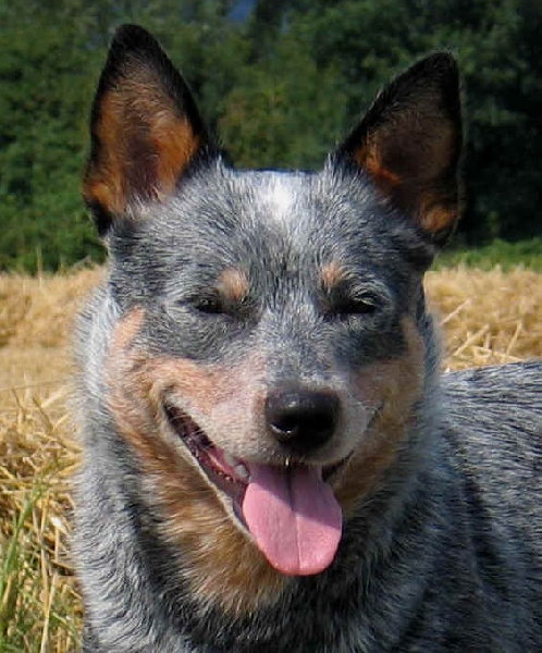 CH. Wild Willow's Blue dusty dunya