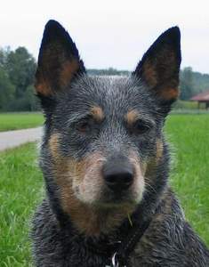 Silveraurora Plnty of snshyn